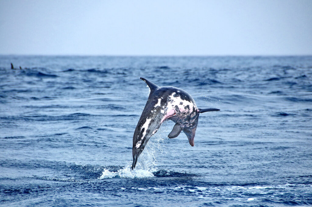 dolphin sal cabo verde scaled