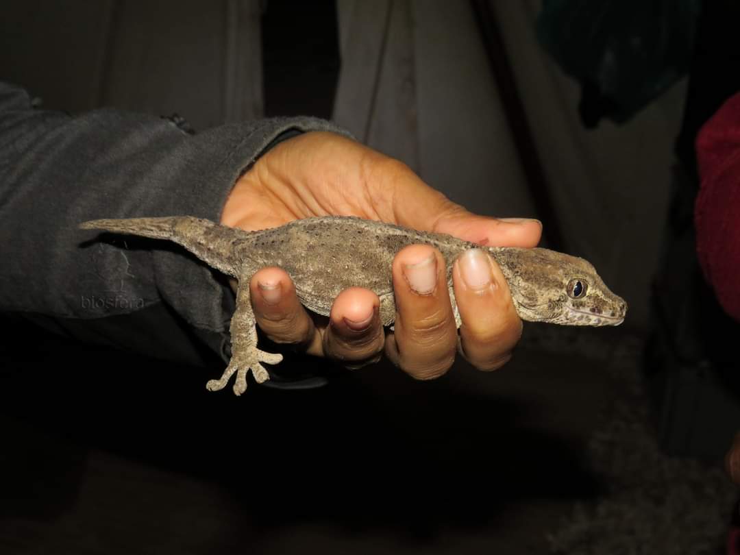 giant geko sal cabo verde