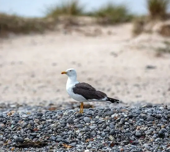 lesser black becker gull sal cabo verde