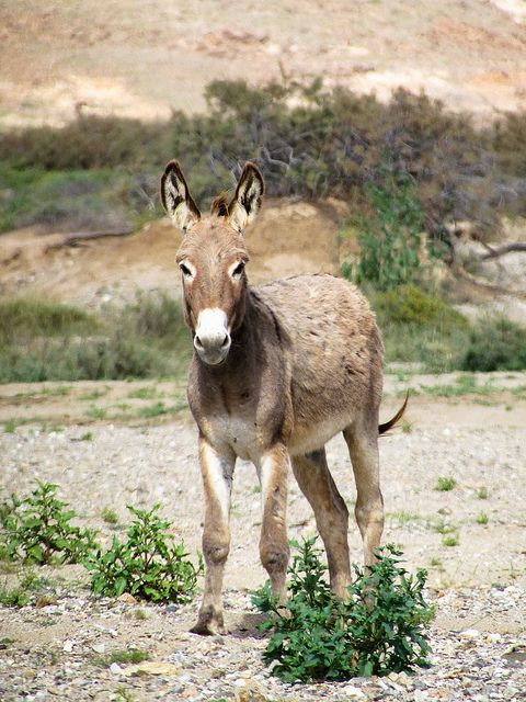 sal cabo verde donkey