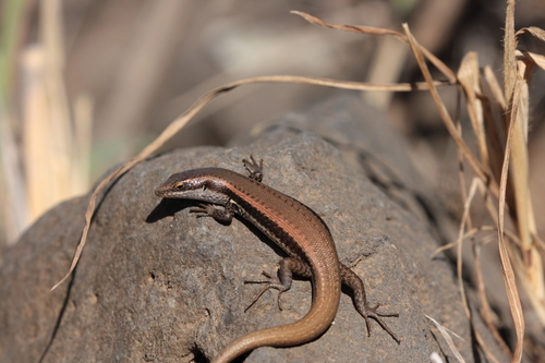 skink cabo verde sal