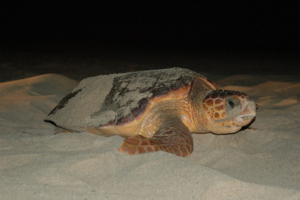 turtle sal cabo verde scaled