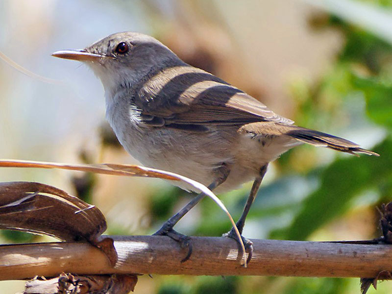 warbler cabo verde sal