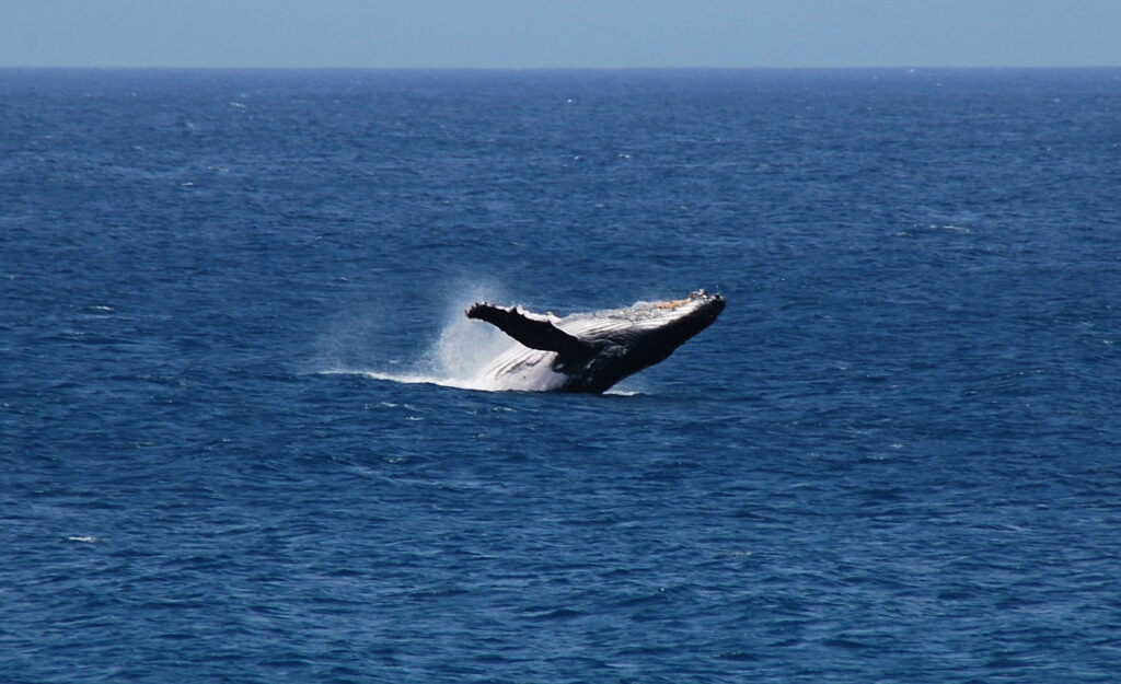 whale sal cabo verde