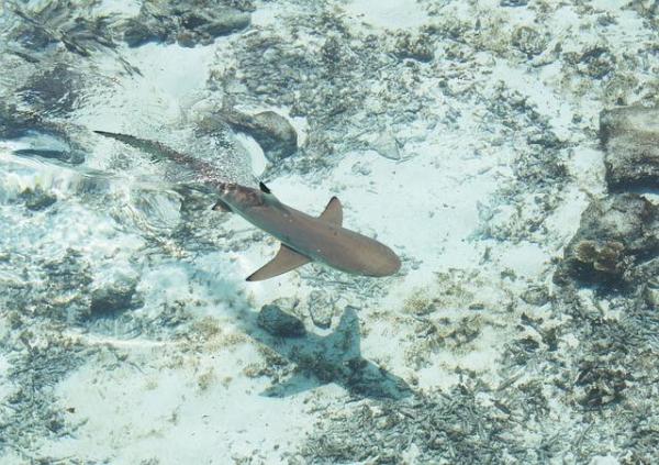 shark bay sal cabo verde